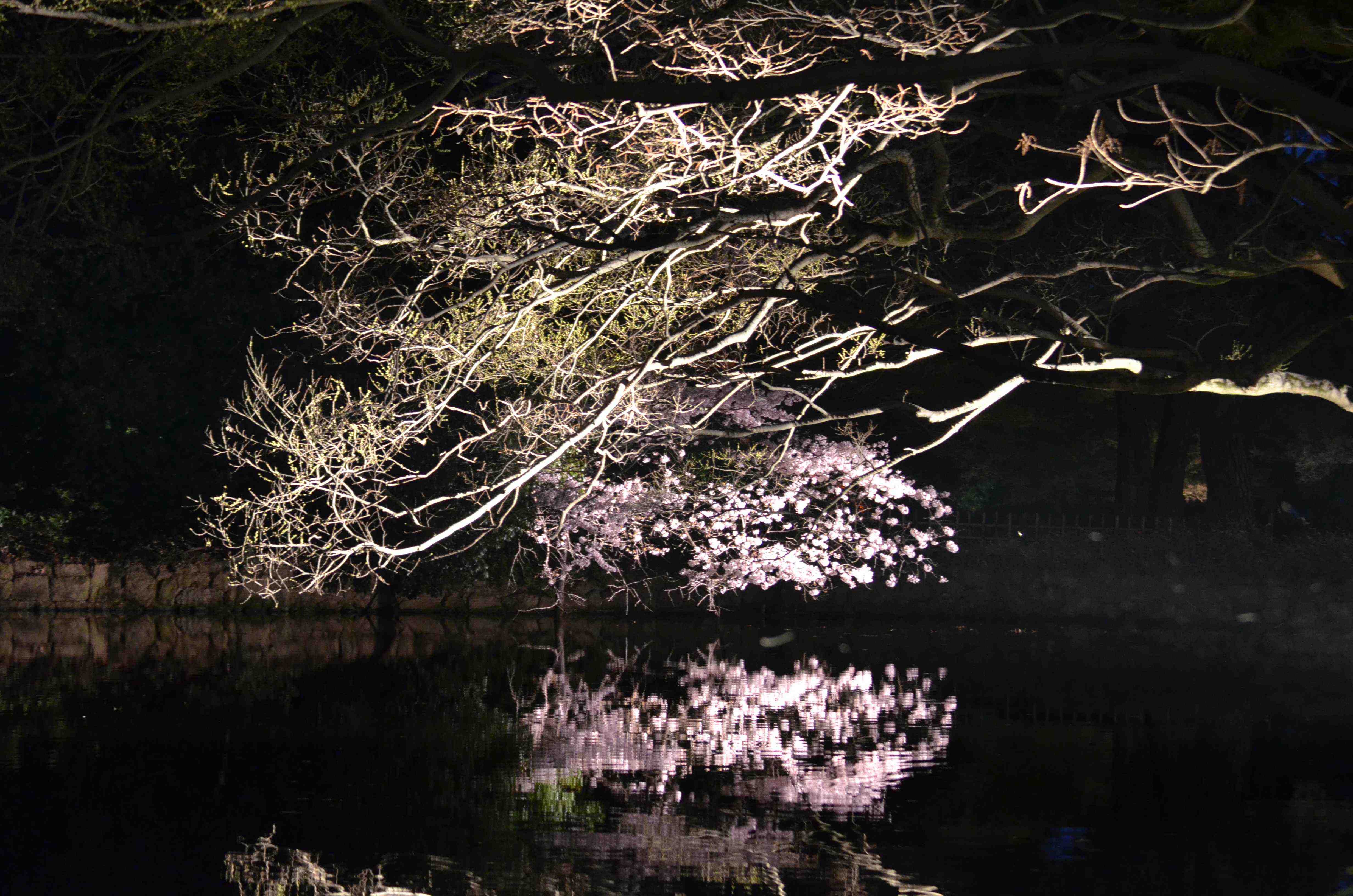 栗林公園夜桜
